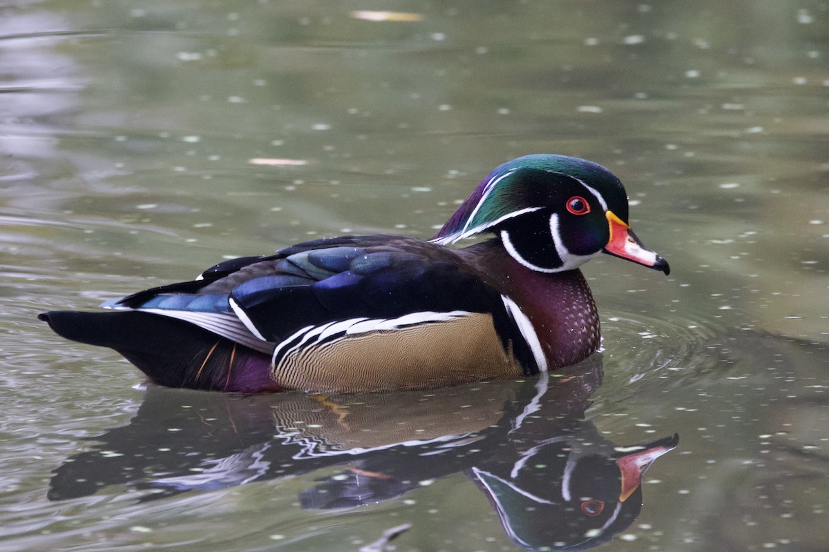 Wood Duck - ML643957799