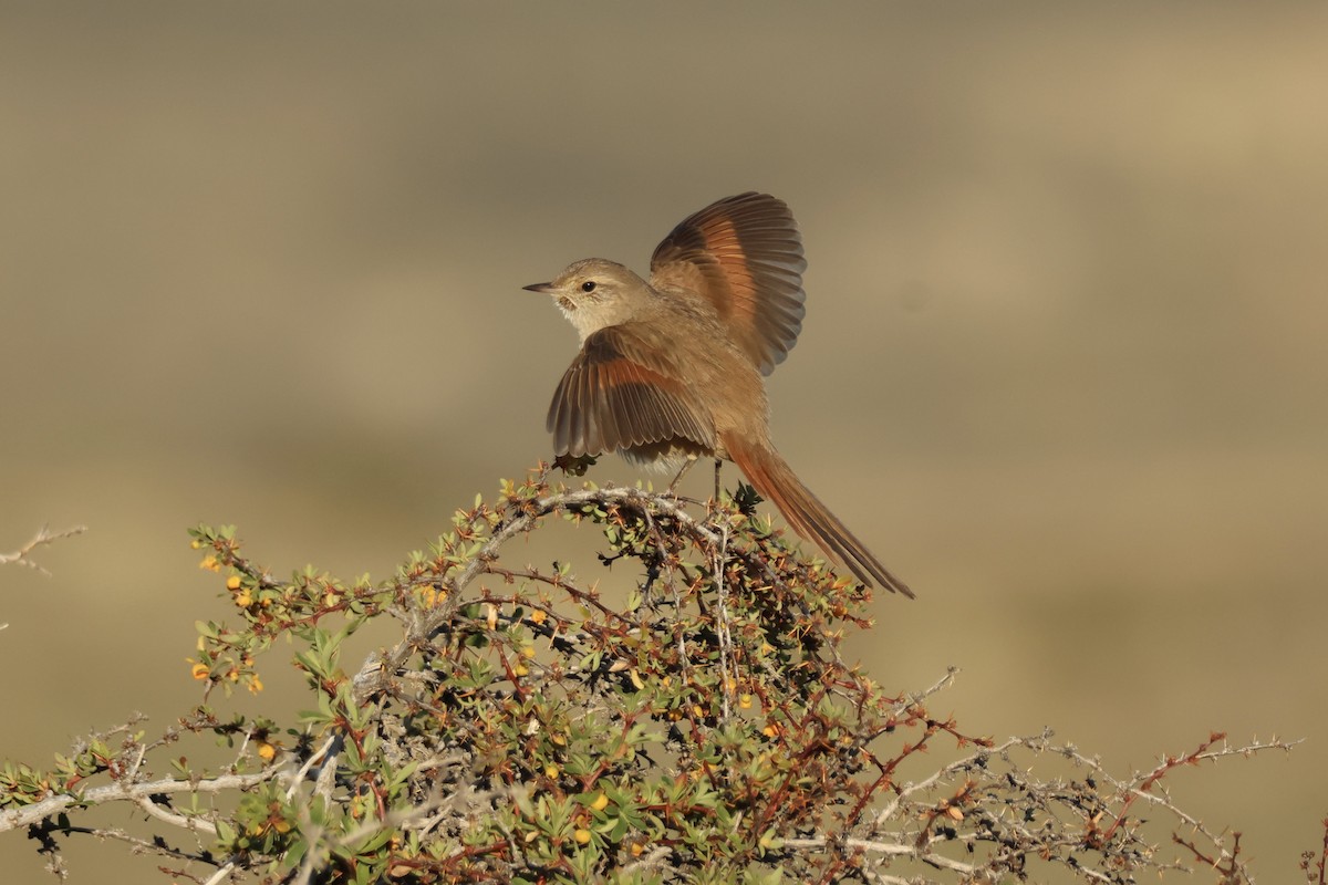 Sharp-billed Canastero - ML643957800