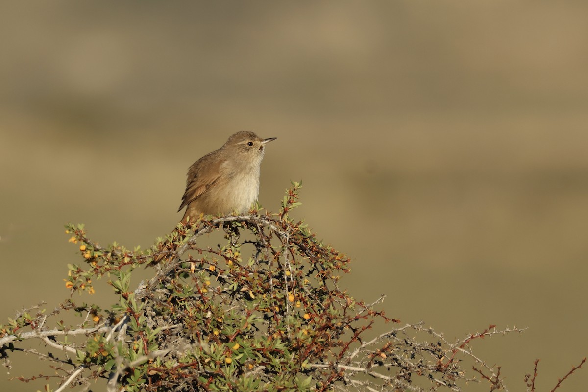 Sharp-billed Canastero - ML643957801