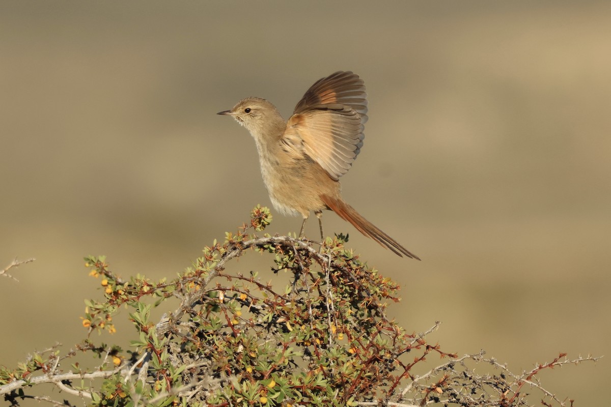 Sharp-billed Canastero - ML643957802