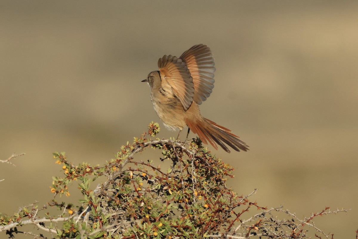 Sharp-billed Canastero - ML643957803