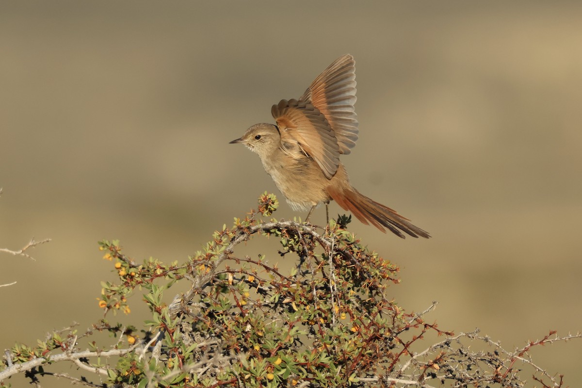 Sharp-billed Canastero - ML643957804