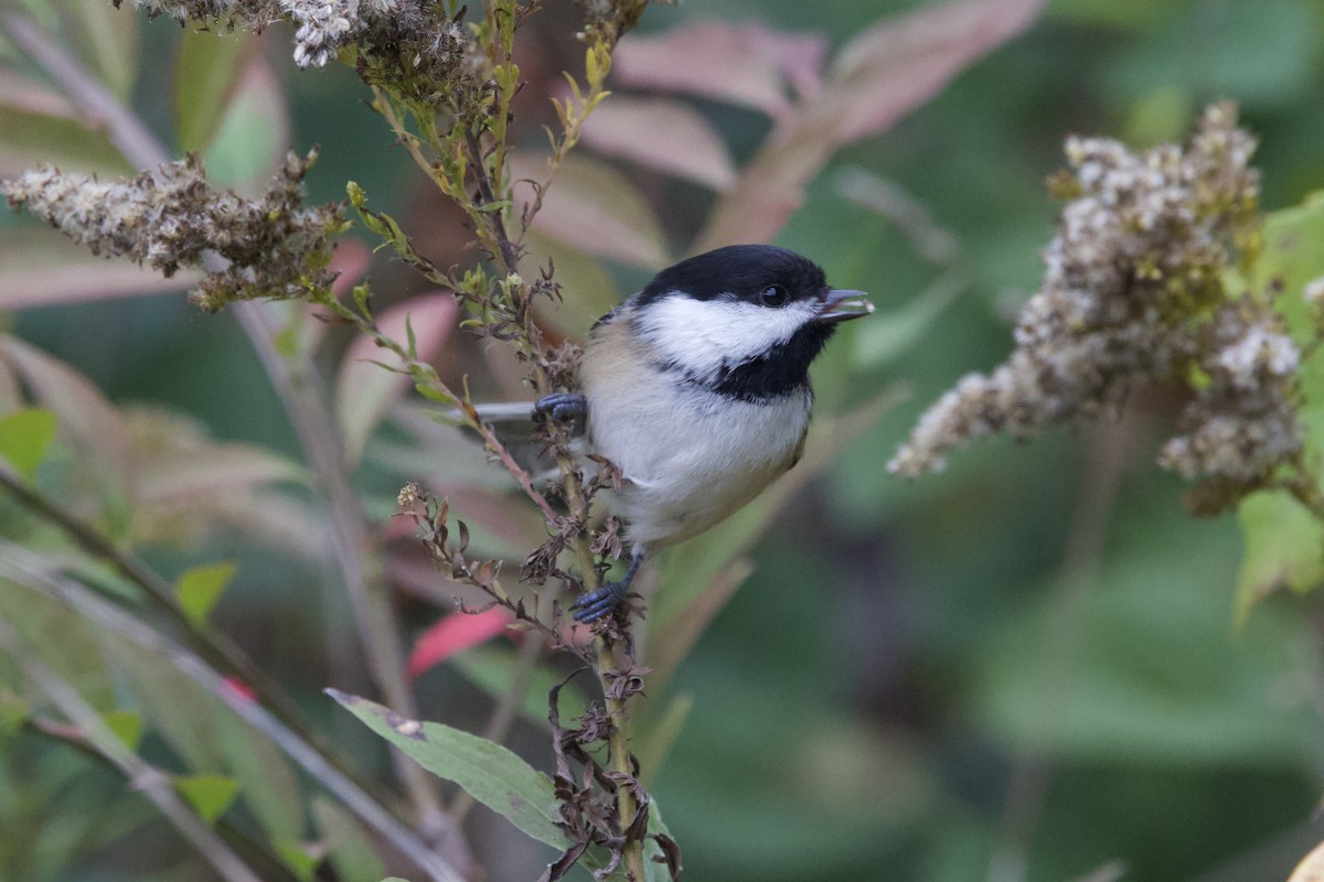 Black-capped Chickadee - ML643957811