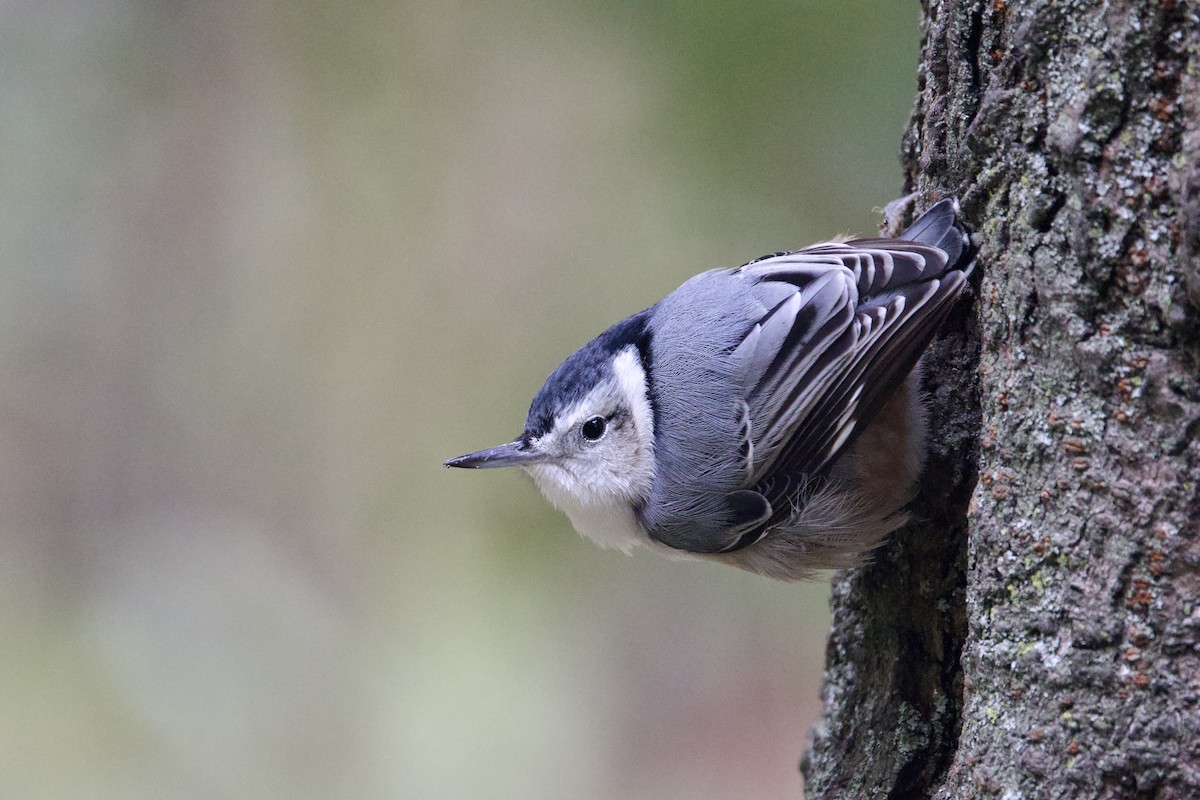 White-breasted Nuthatch - ML643957821