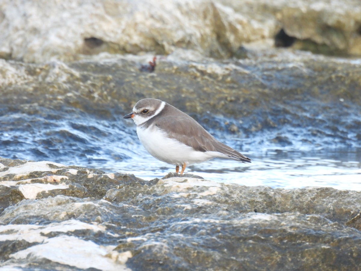 Semipalmated Plover - ML643957831