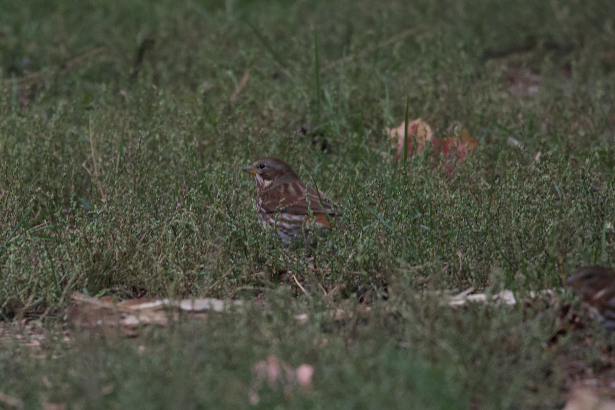 Fox Sparrow - ML643957833