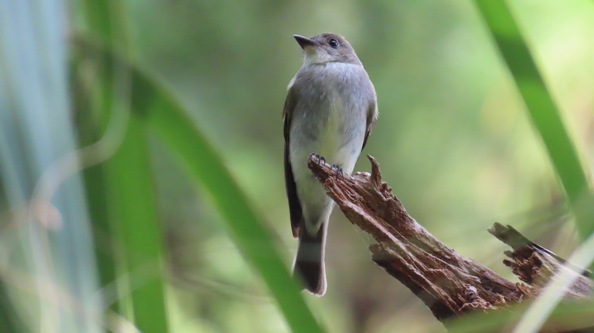 Eastern Wood-Pewee - ML643957838