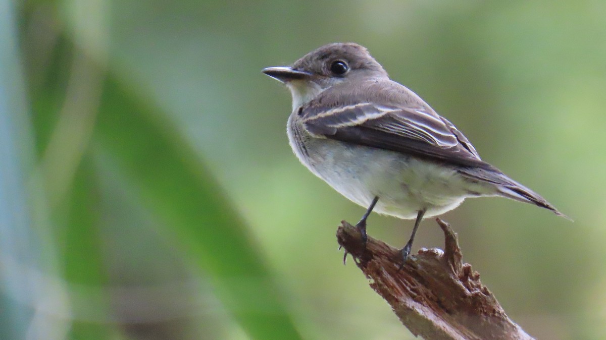 Eastern Wood-Pewee - ML643957839
