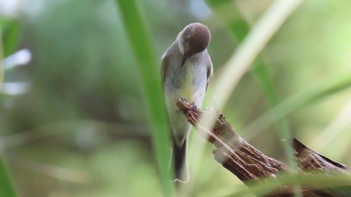 Eastern Wood-Pewee - ML643957840