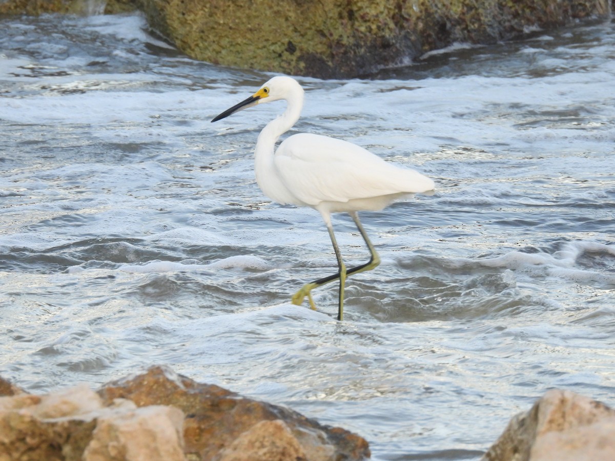 Snowy Egret - ML643957842