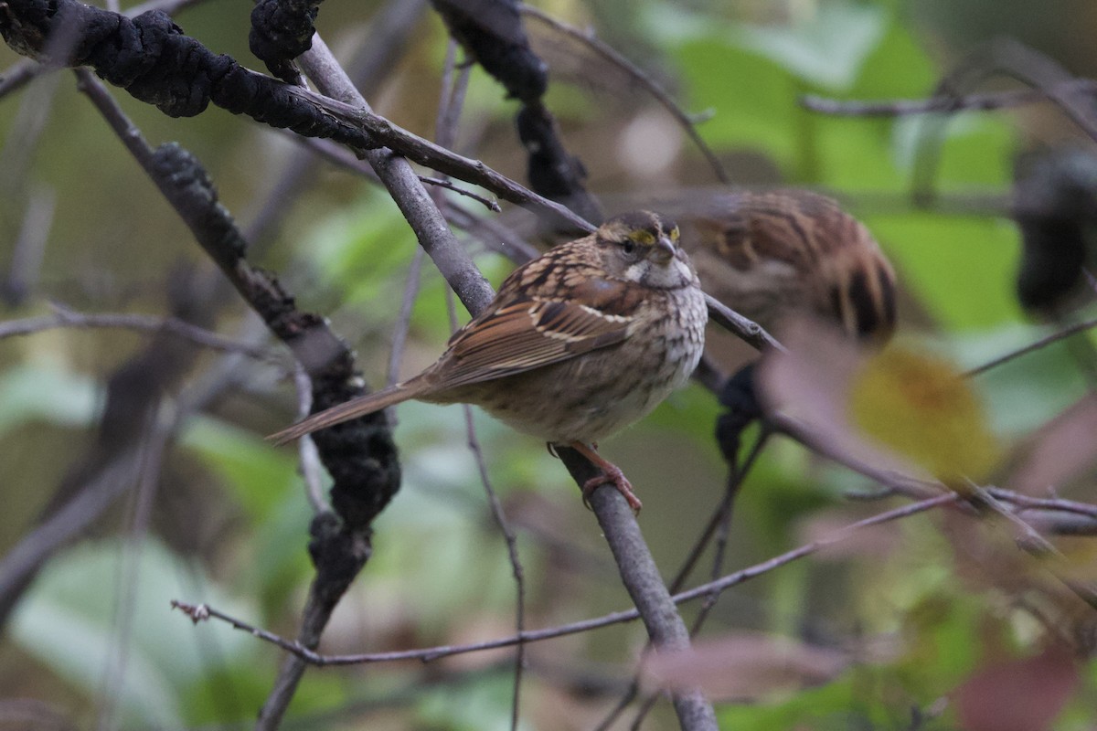 White-throated Sparrow - ML643957843
