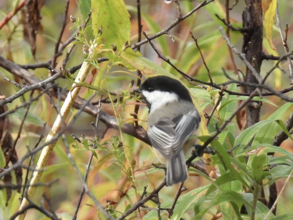 Black-capped Chickadee - ML643957851
