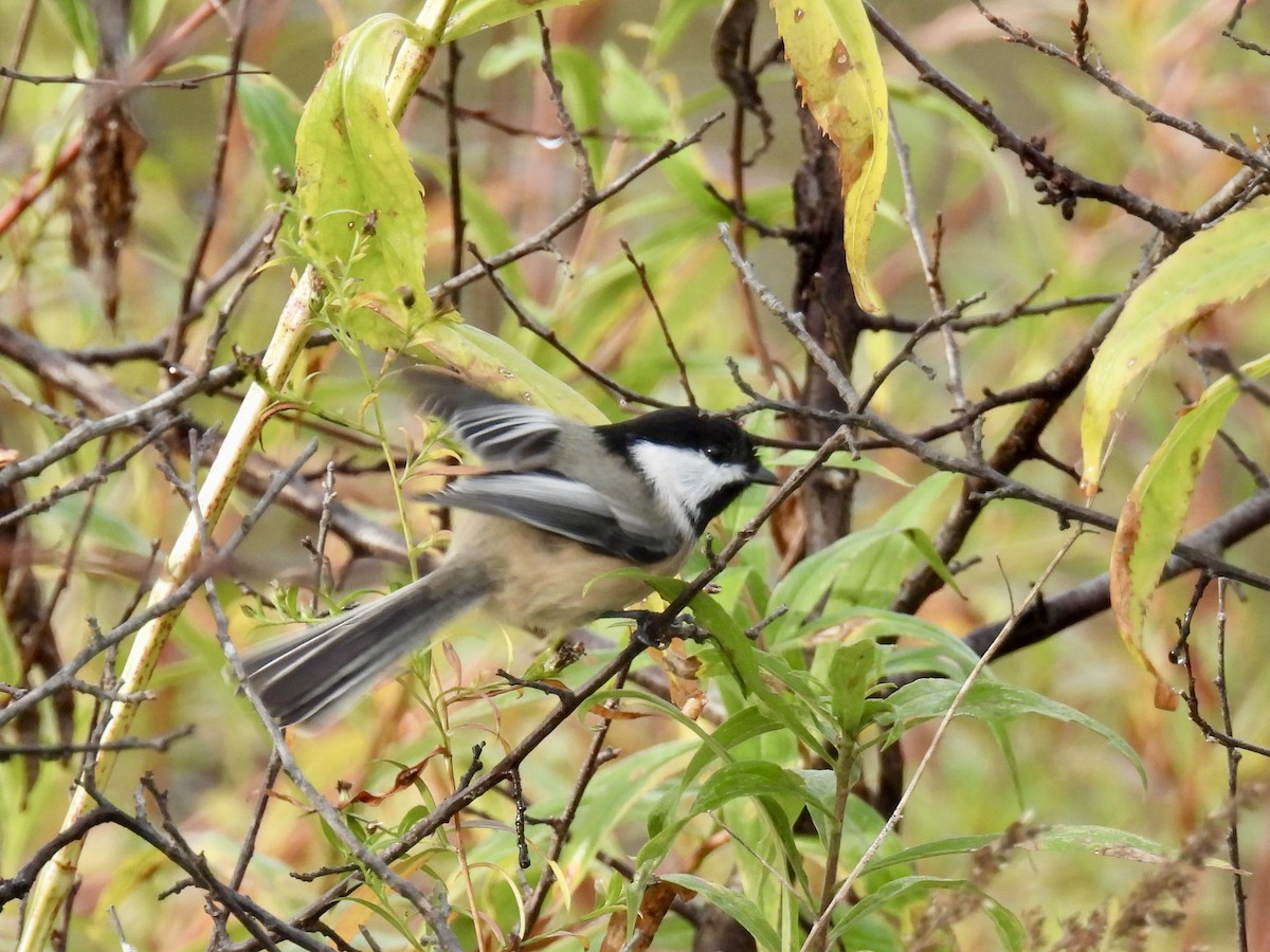 Black-capped Chickadee - ML643957852