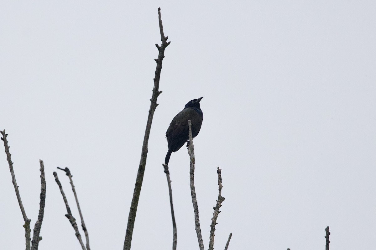Rusty Blackbird - ML643957853