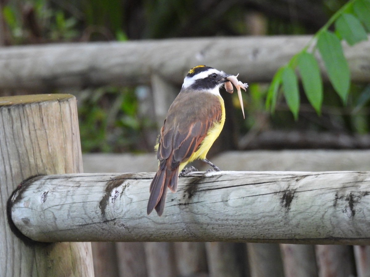 Great Kiskadee - ML643957854