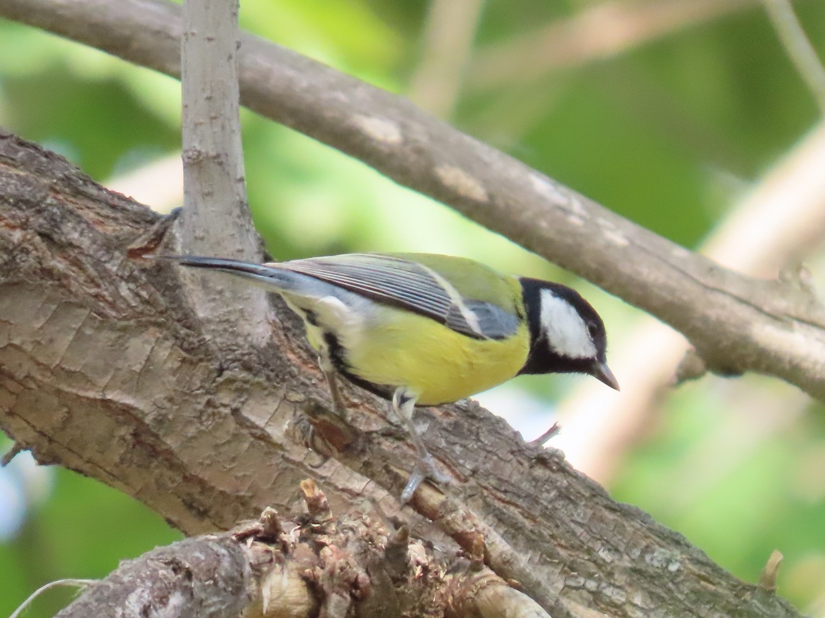 Great Tit - ML643957855