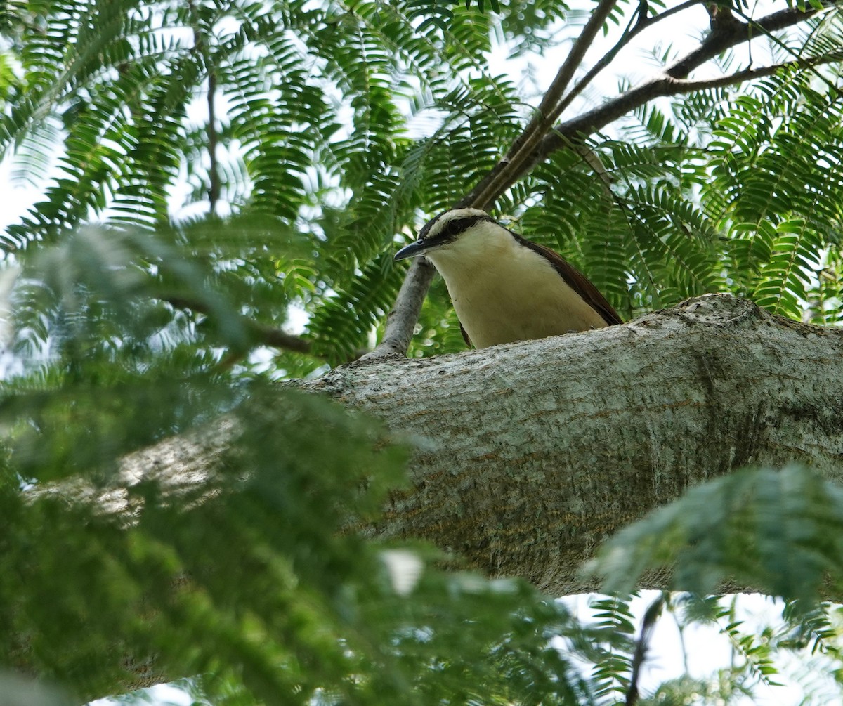 Giant Wren - ML643957856