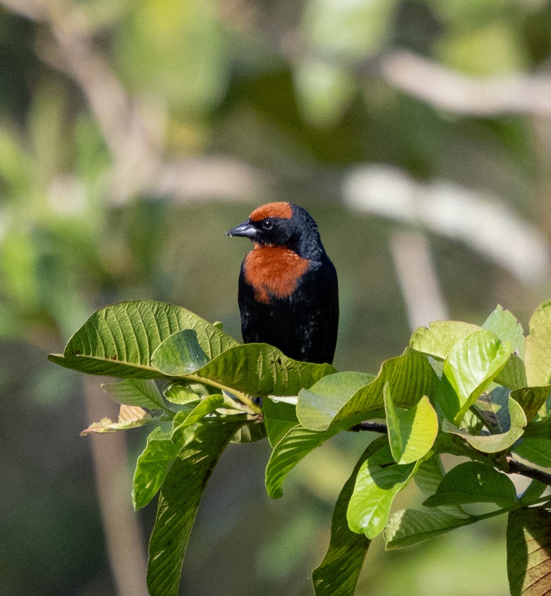 Chestnut-capped Blackbird - ML643957864