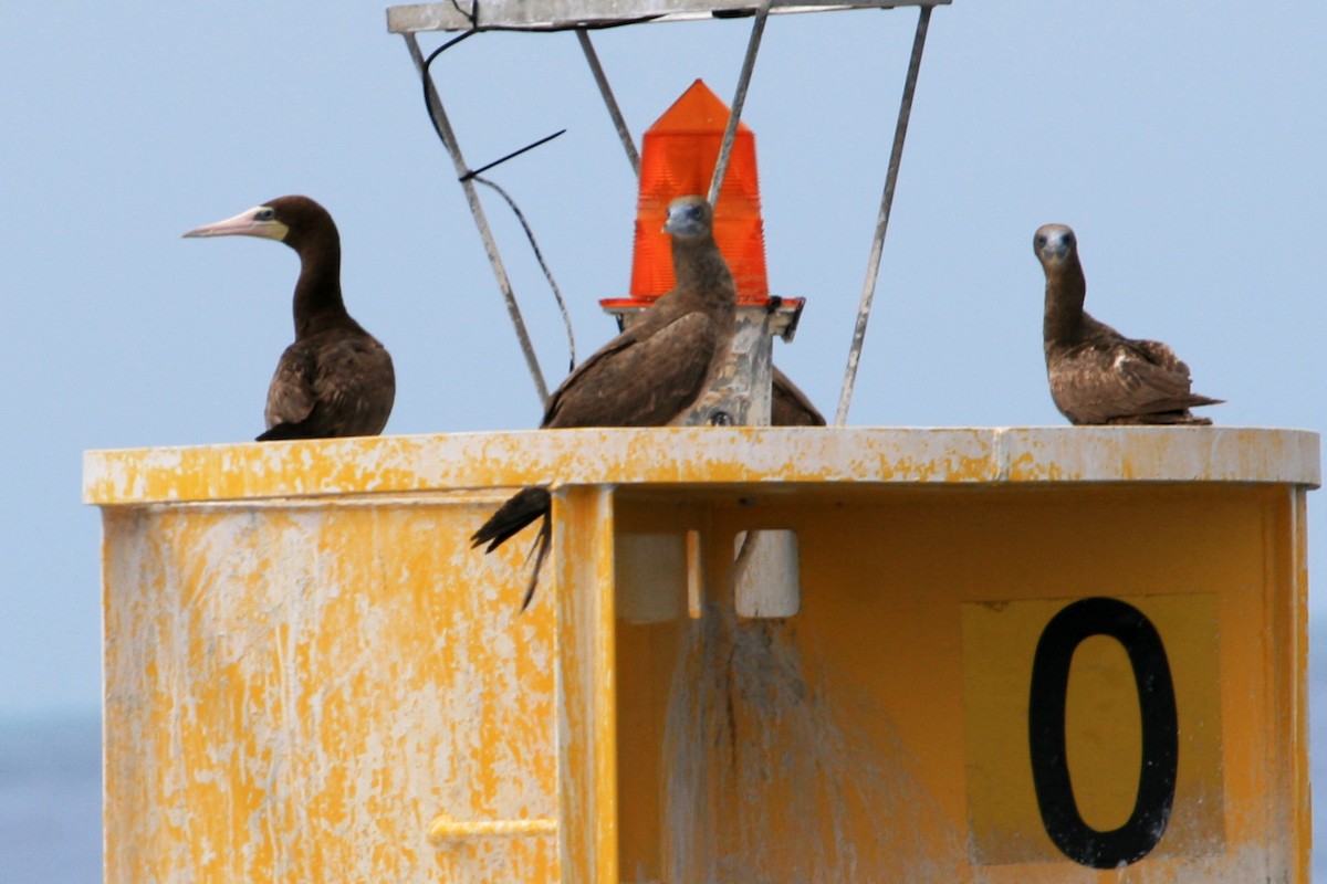 Brown Booby - ML643957866
