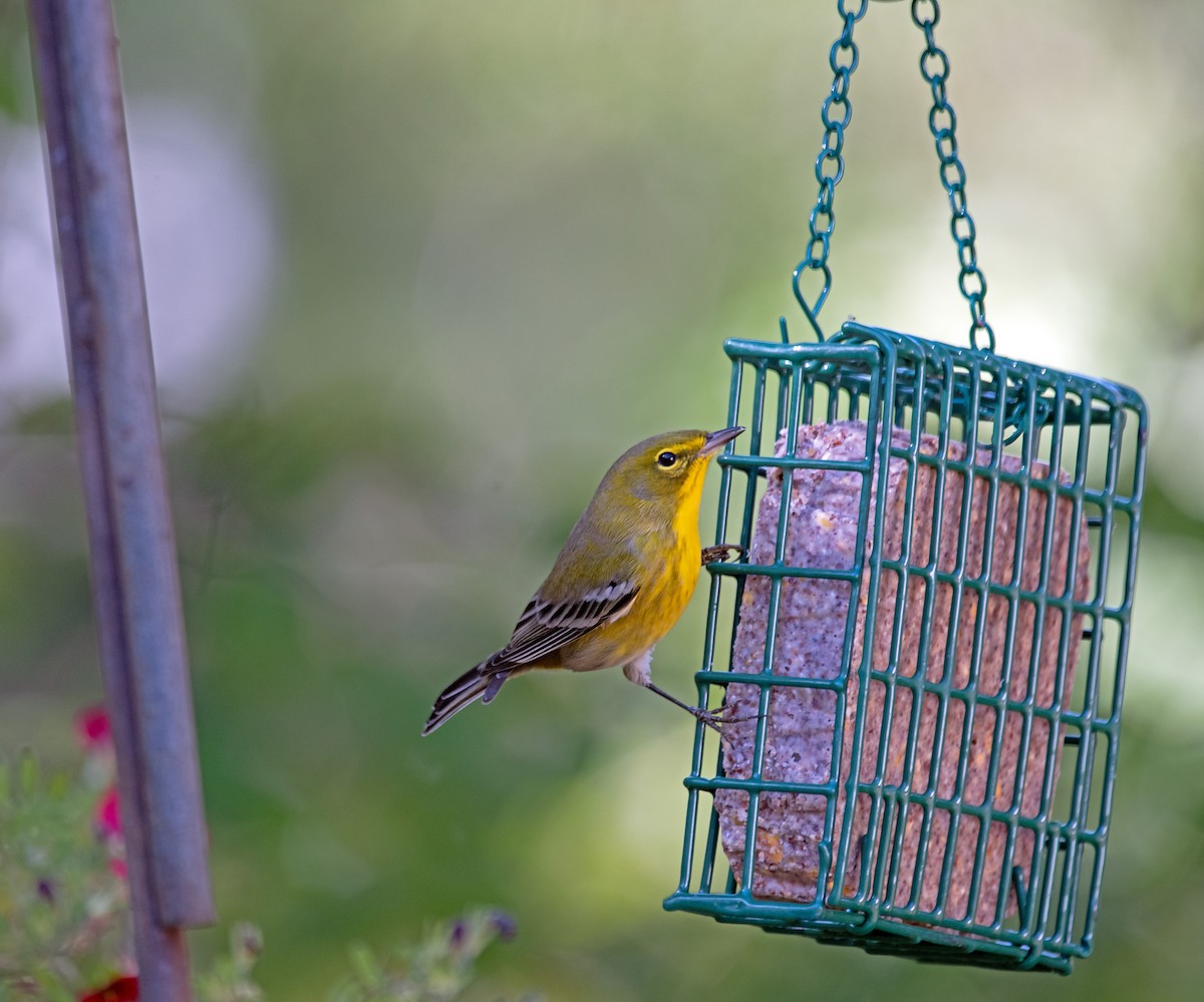 Reinita del Pinar - ML643957867