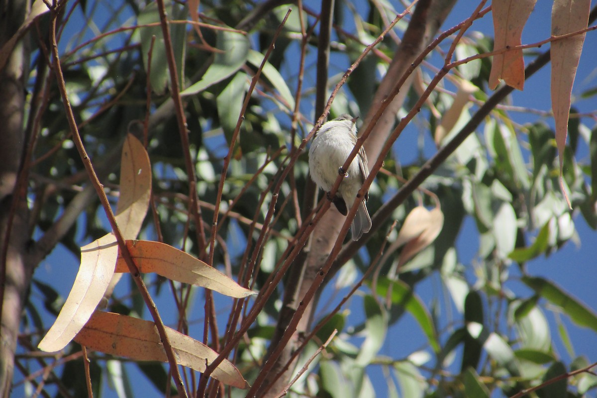 Southern Beardless-Tyrannulet - ML643957880
