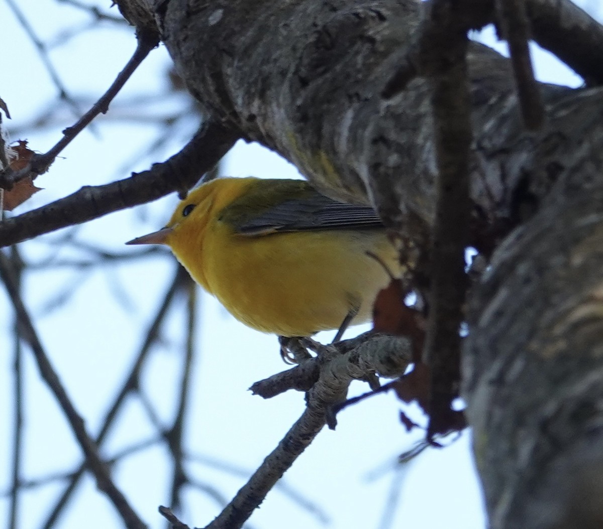 Prothonotary Warbler - ML643957909
