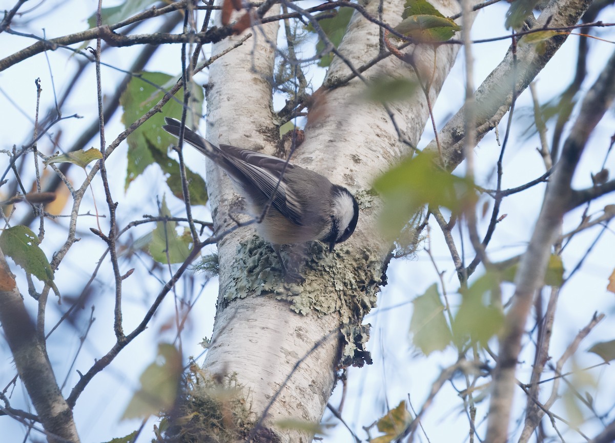 Black-capped Chickadee - ML643957944