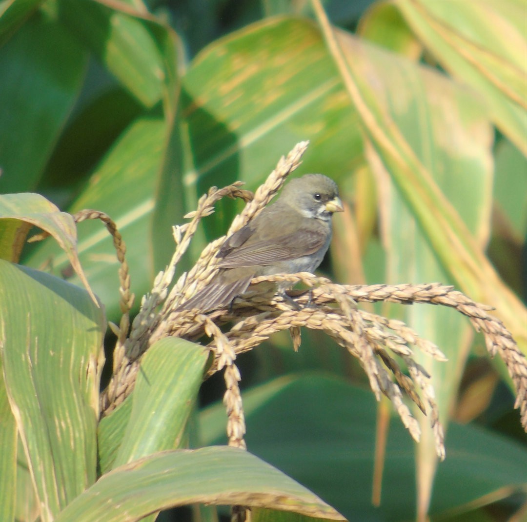 Double-collared Seedeater - ML643957957