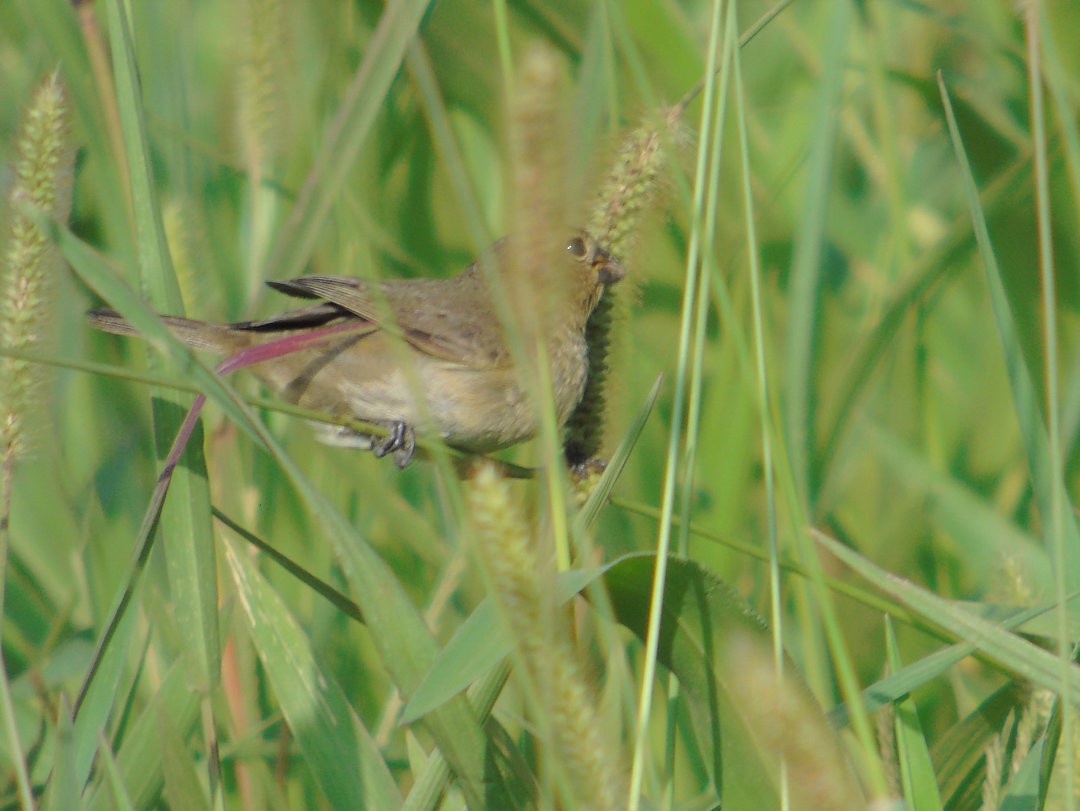 Double-collared Seedeater - ML643957994