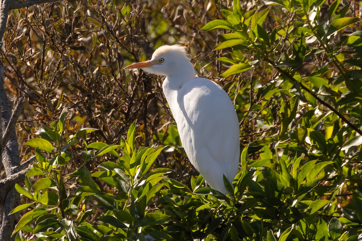 Western Cattle-Egret - ML643958022