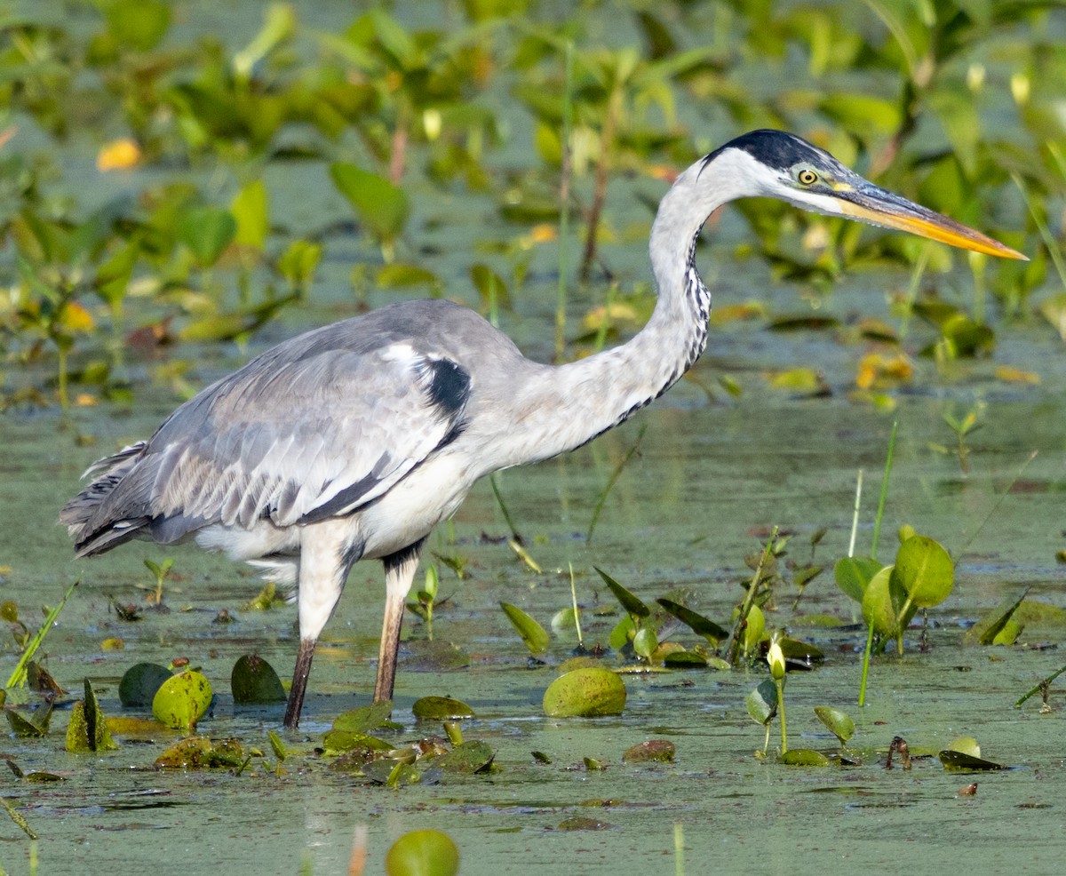 Cocoi Heron - ML643958027