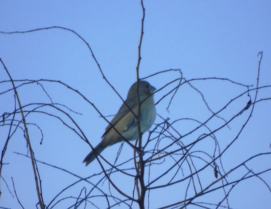 Double-collared Seedeater - ML643958028