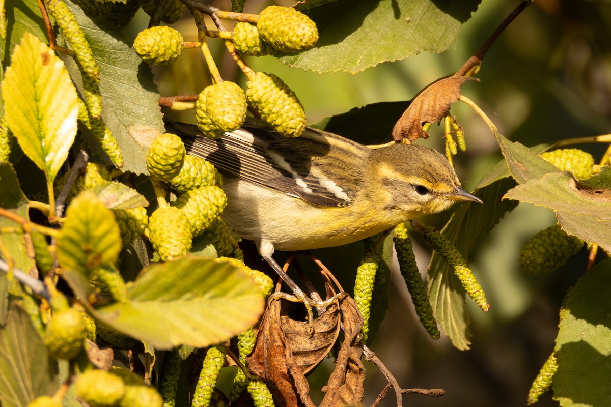 Blackburnian Warbler - ML643958047