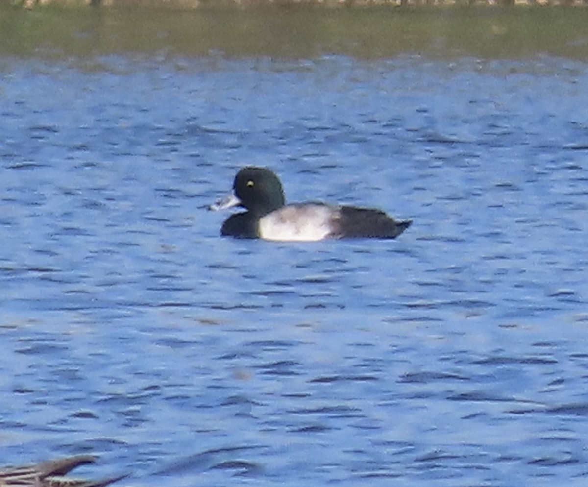 Greater Scaup - ML643958053