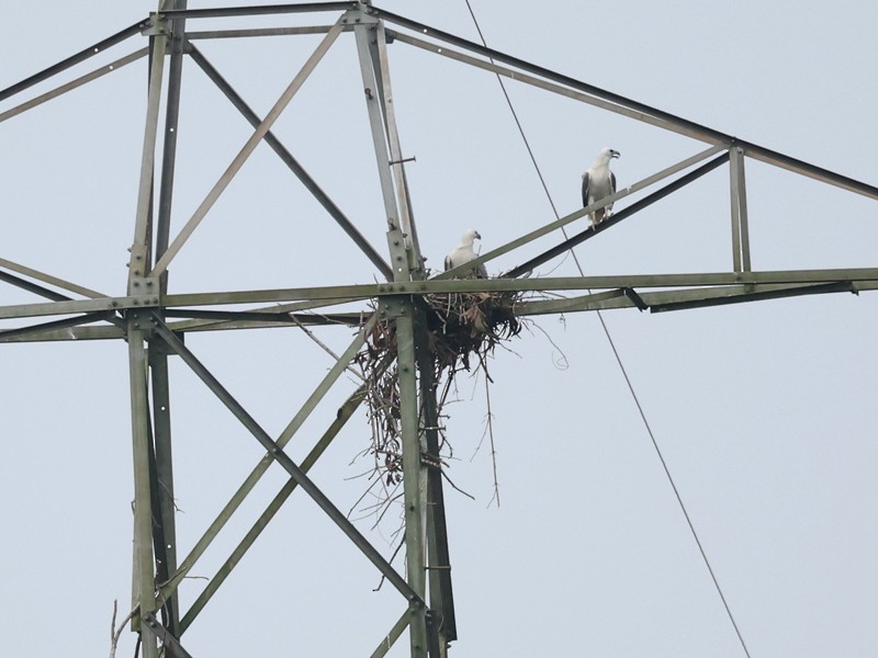 White-bellied Sea-Eagle - ML643958060
