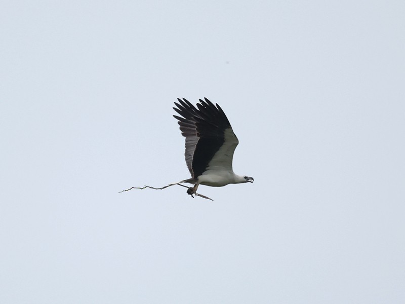 White-bellied Sea-Eagle - ML643958061