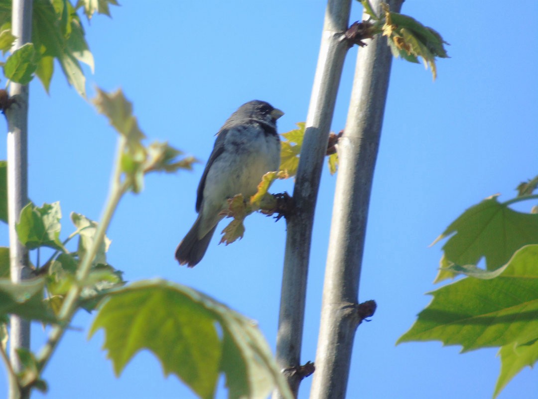 Double-collared Seedeater - ML643958066