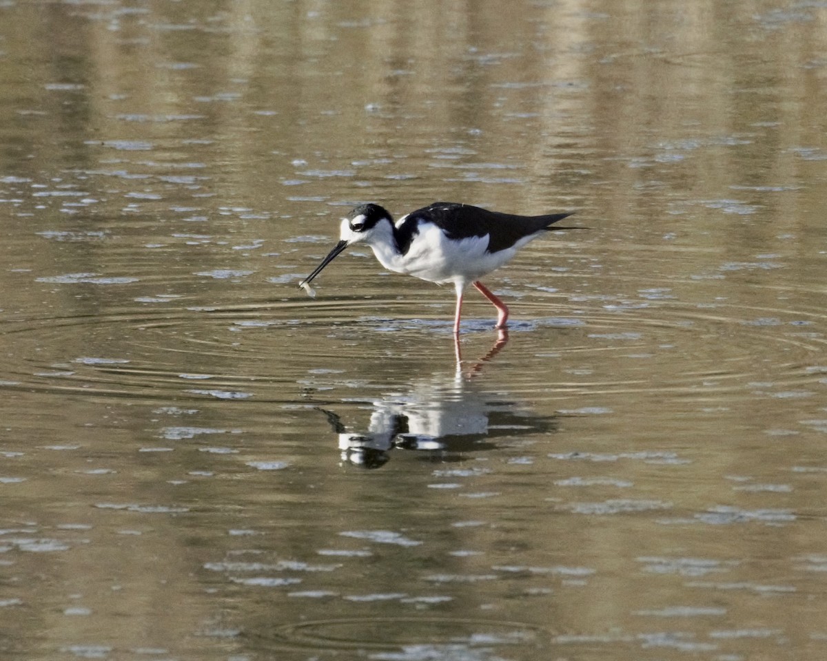 Échasse d'Amérique - ML643958074