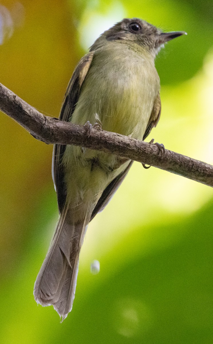 Sepia-capped Flycatcher - ML643958122