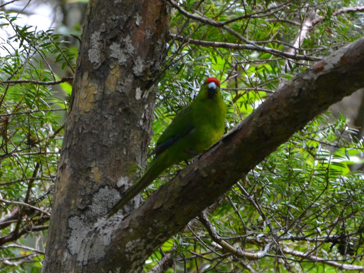 Ziegensittich - ML643958136