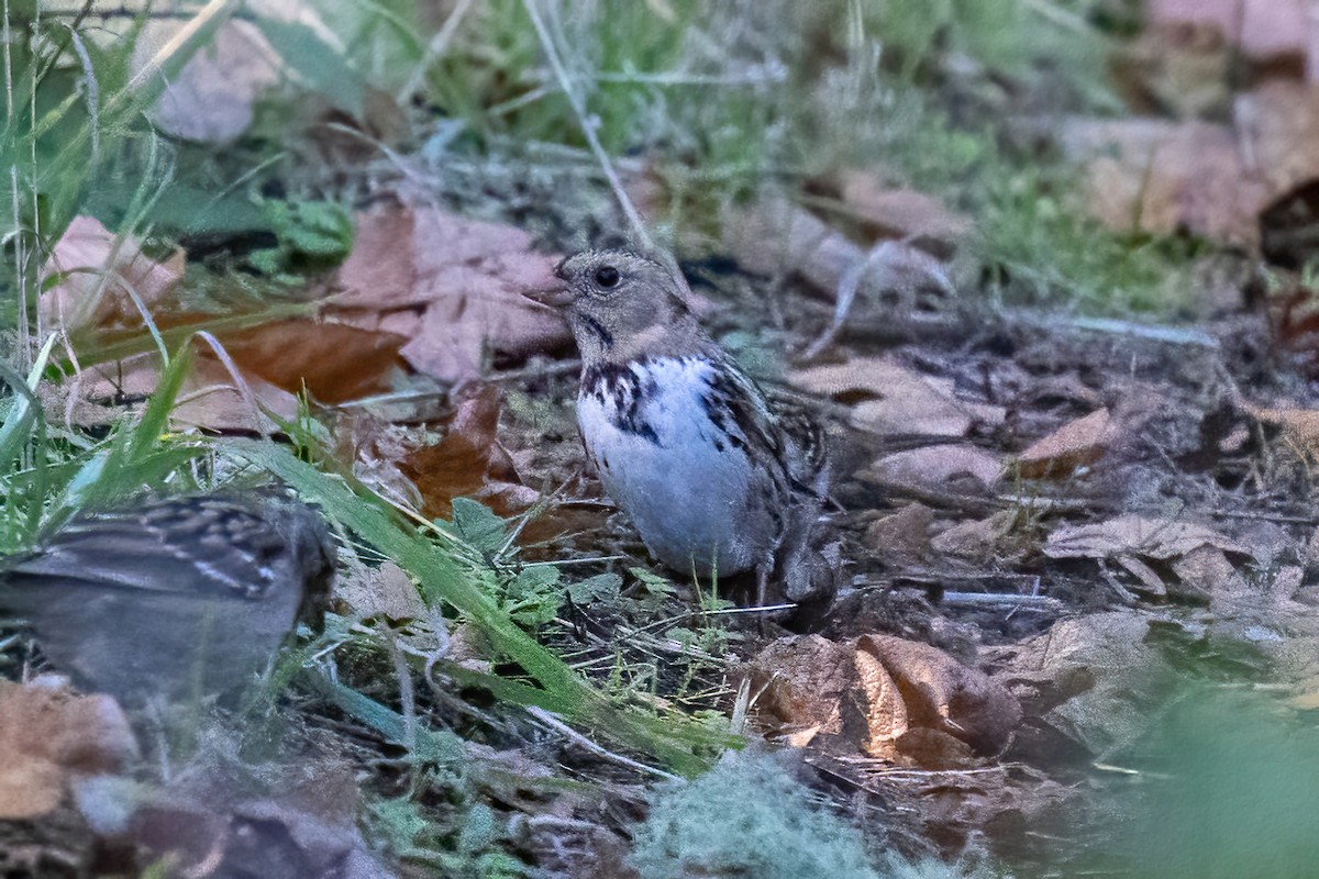 Harris's Sparrow - ML643958161