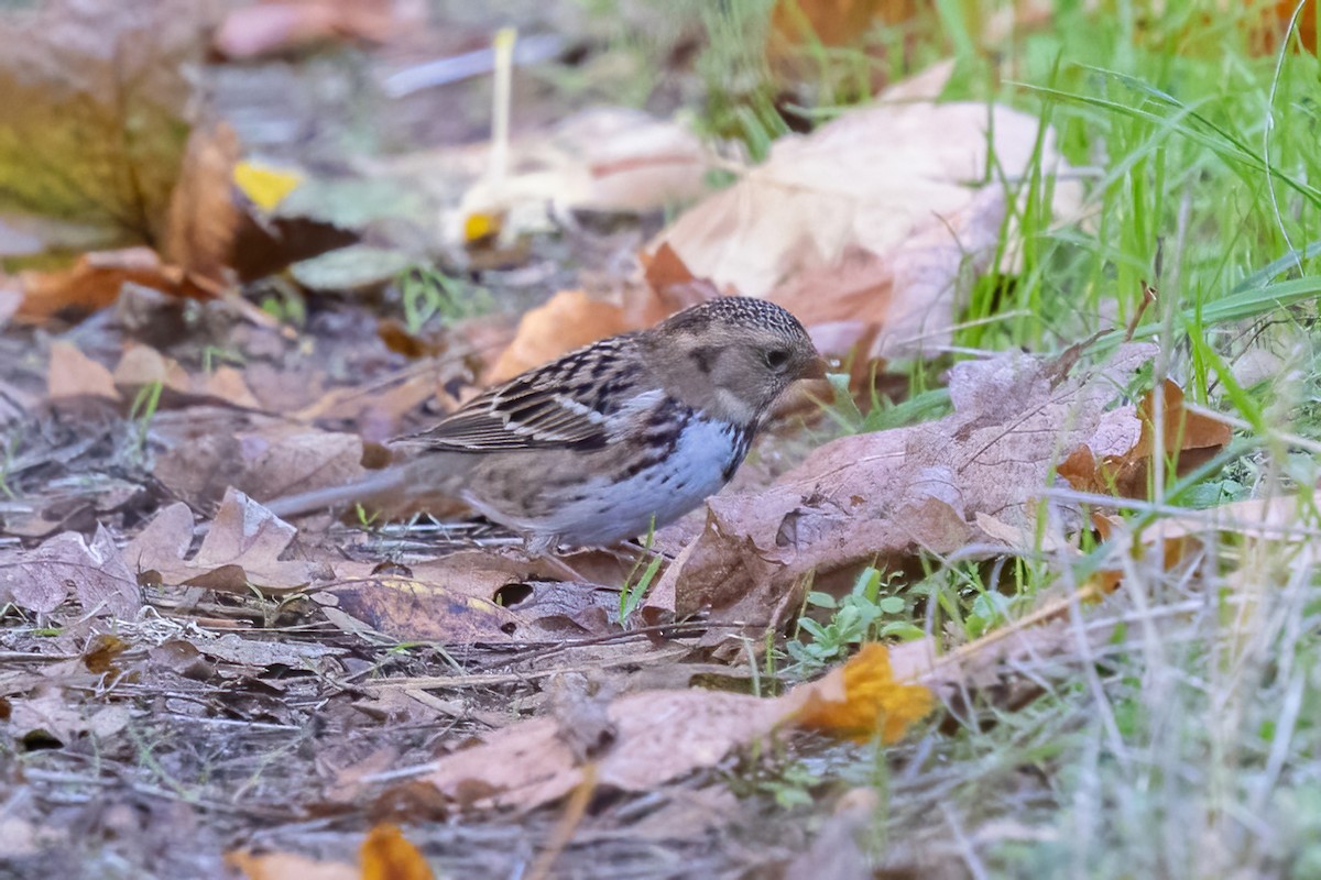 Harris's Sparrow - ML643958162