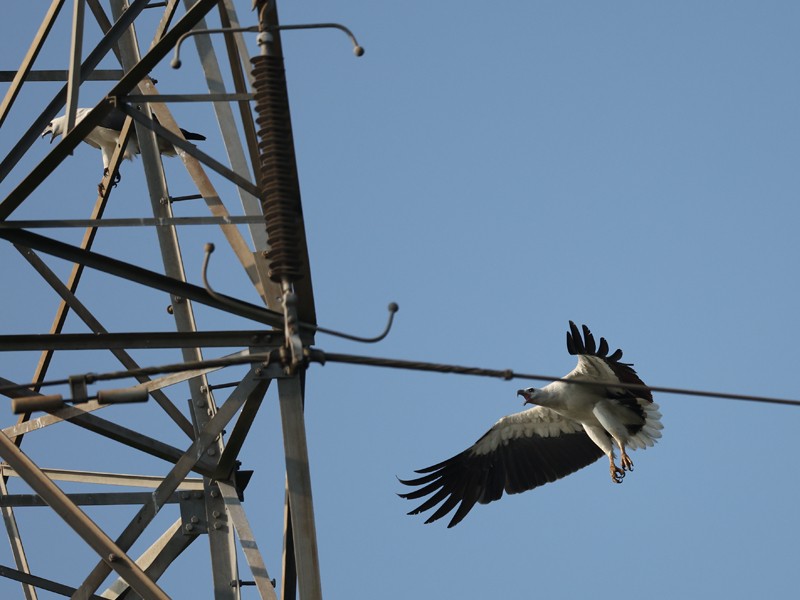 White-bellied Sea-Eagle - ML643958164