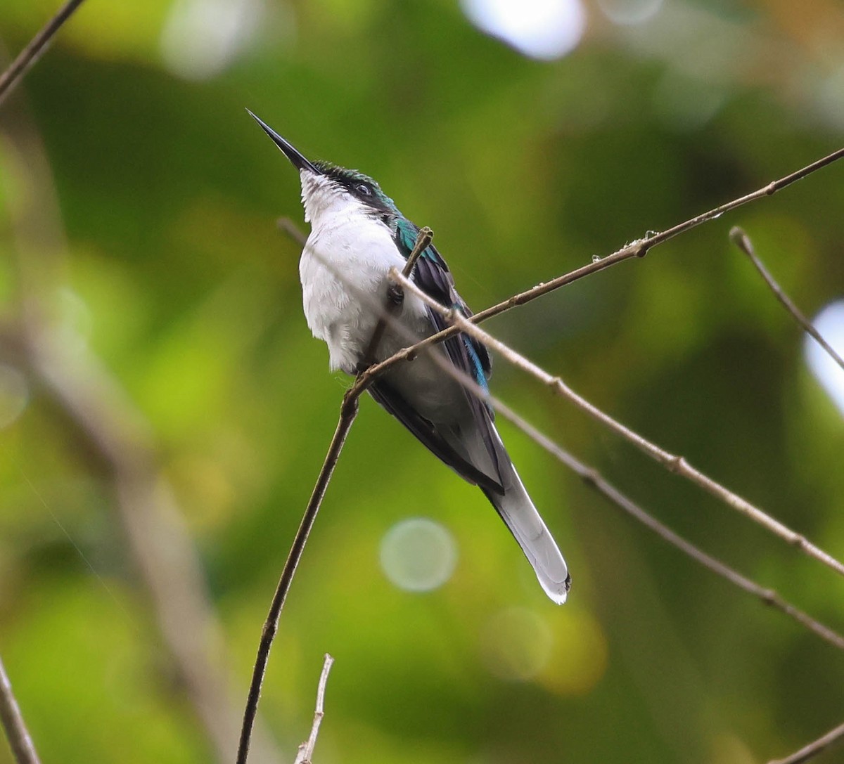 Purpurkron-Schmuckkolibri - ML643958165