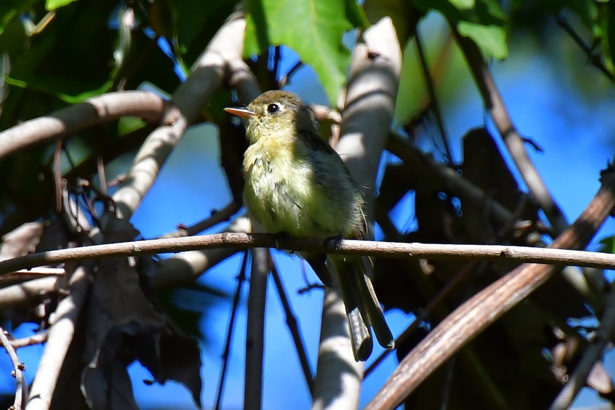 Western Flycatcher (Pacific-slope) - ML643958167