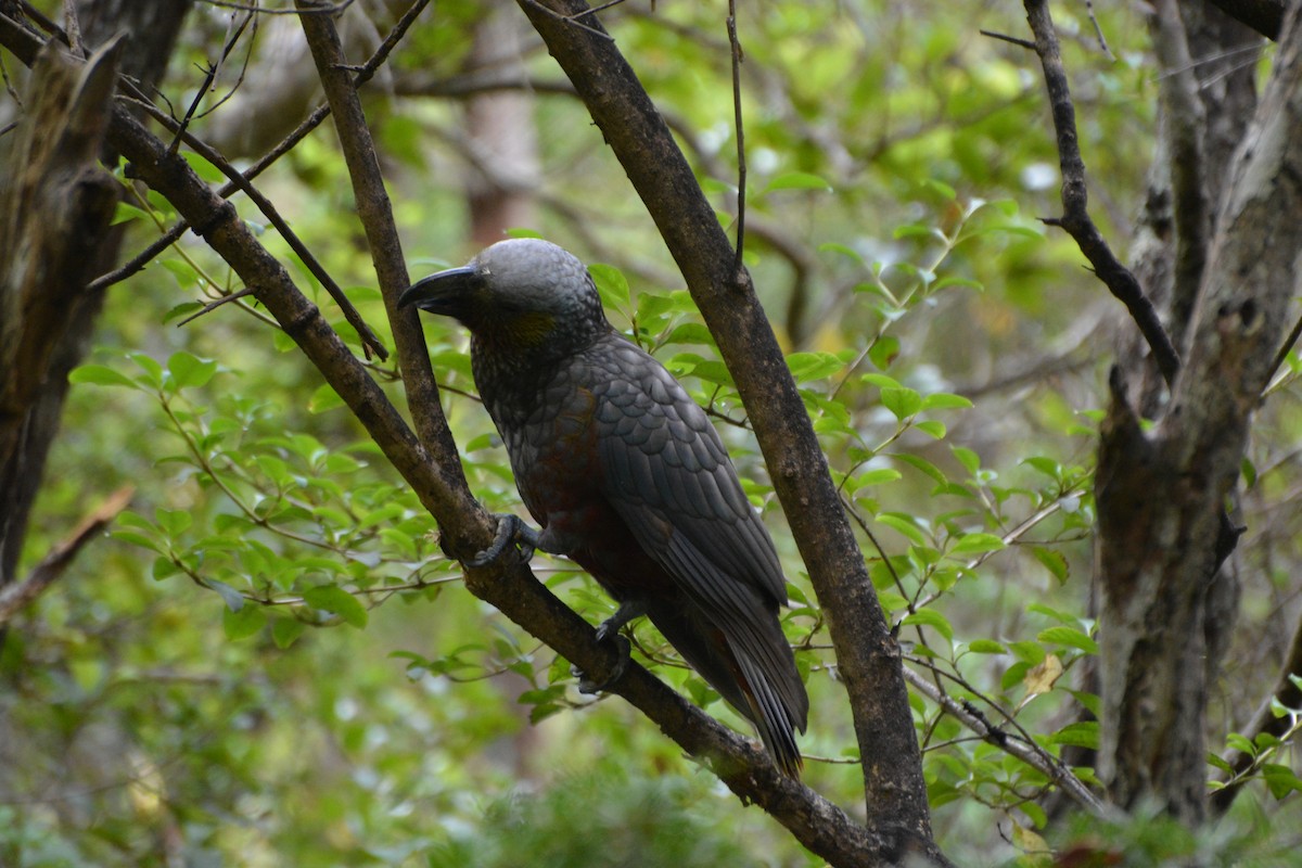 New Zealand Kaka - ML643958192
