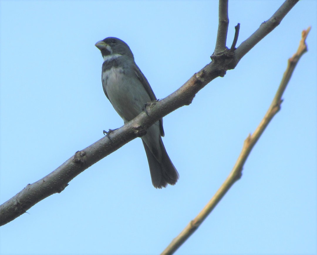 Double-collared Seedeater - ML643958205