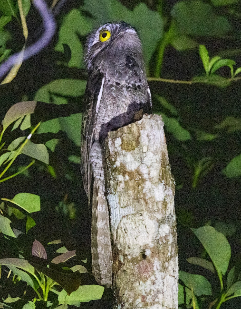 Common Potoo - ML643958206