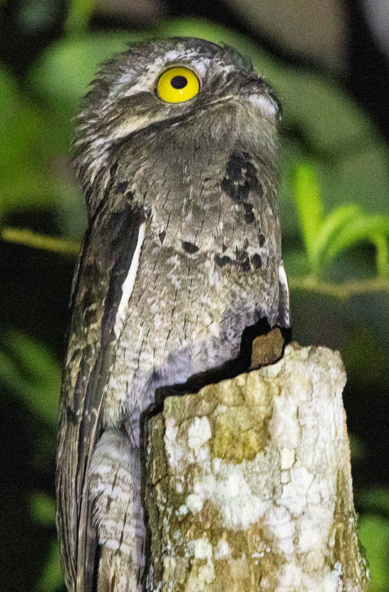 Common Potoo - ML643958207