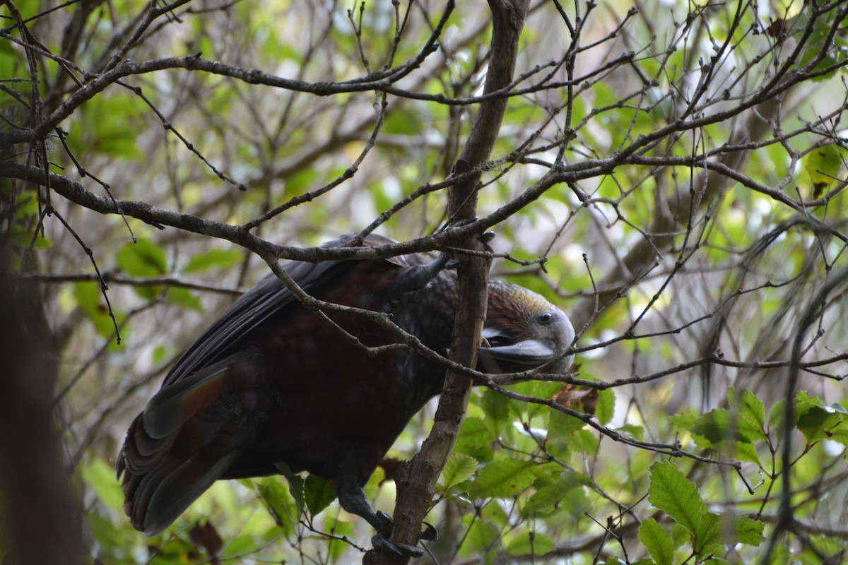 New Zealand Kaka - ML643958210